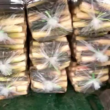 双季茭白