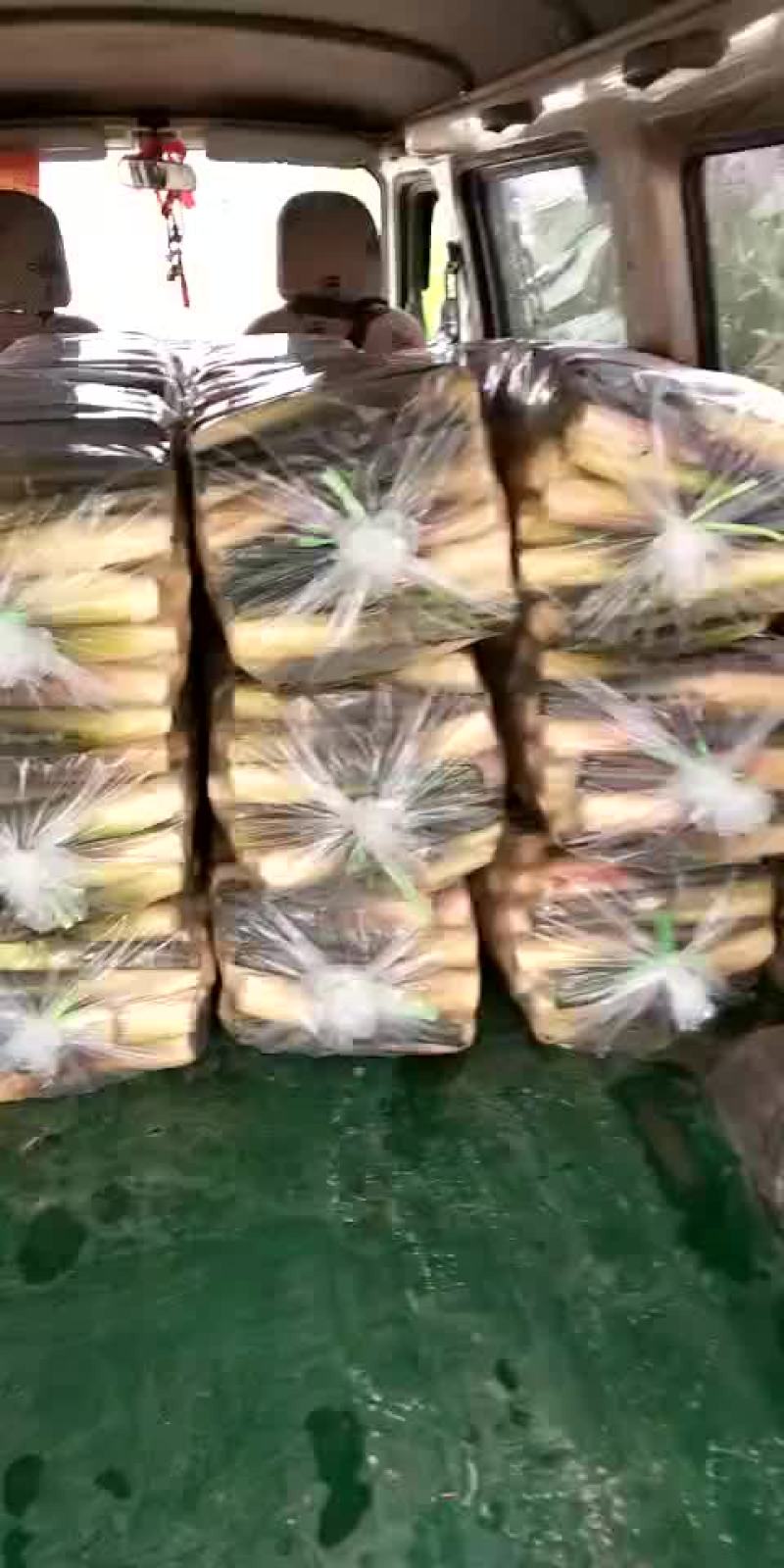 双季茭白