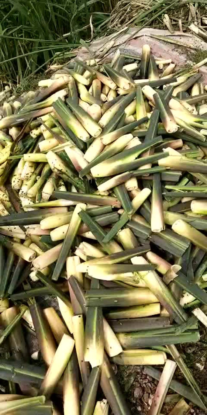 双季茭白