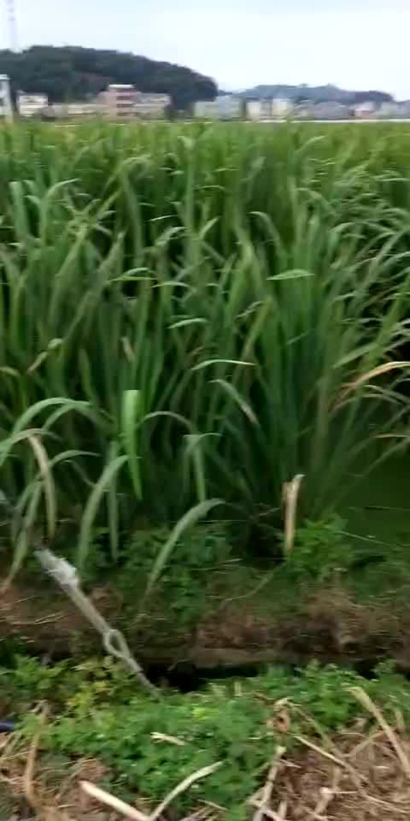 双季茭白