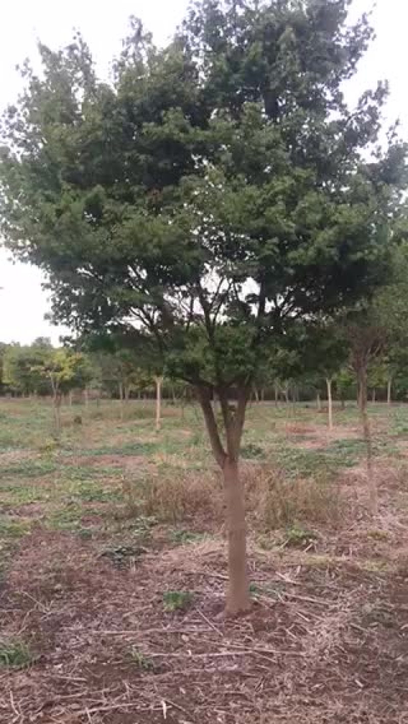 鸡爪槭10~20cm