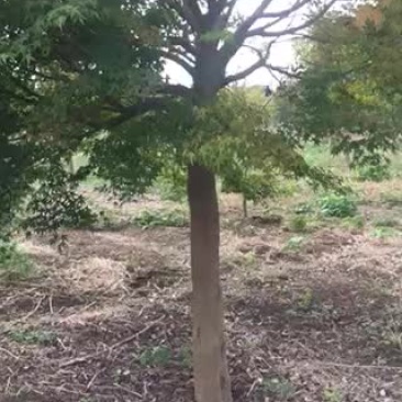 鸡爪槭10~20cm