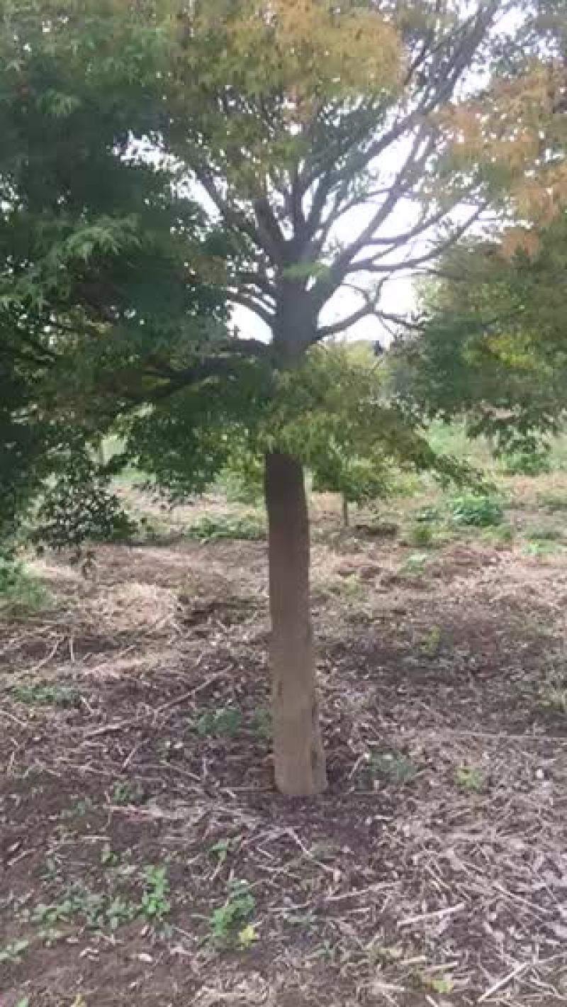 鸡爪槭10~20cm