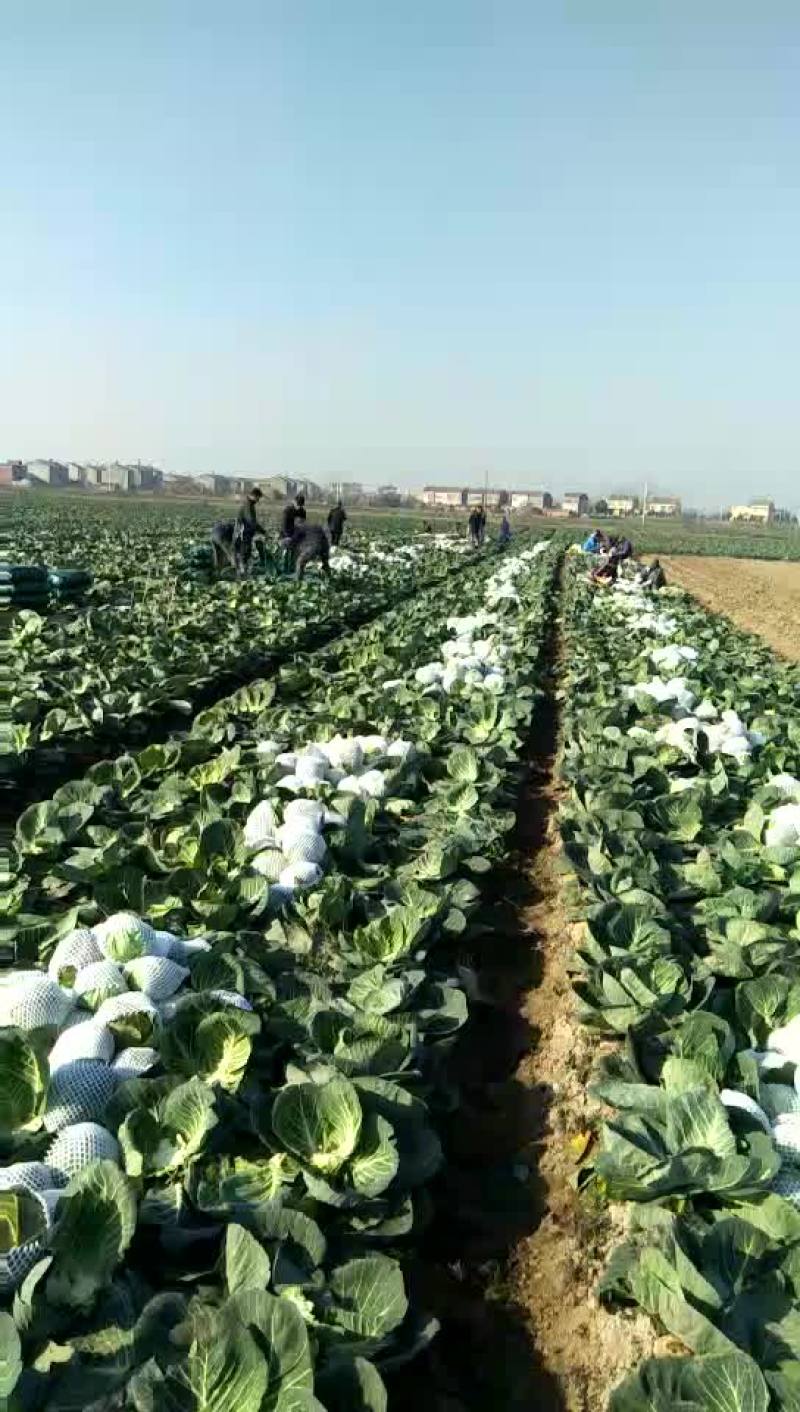 甘蓝圆包菜湖北甘蓝量大从优对接全国市场