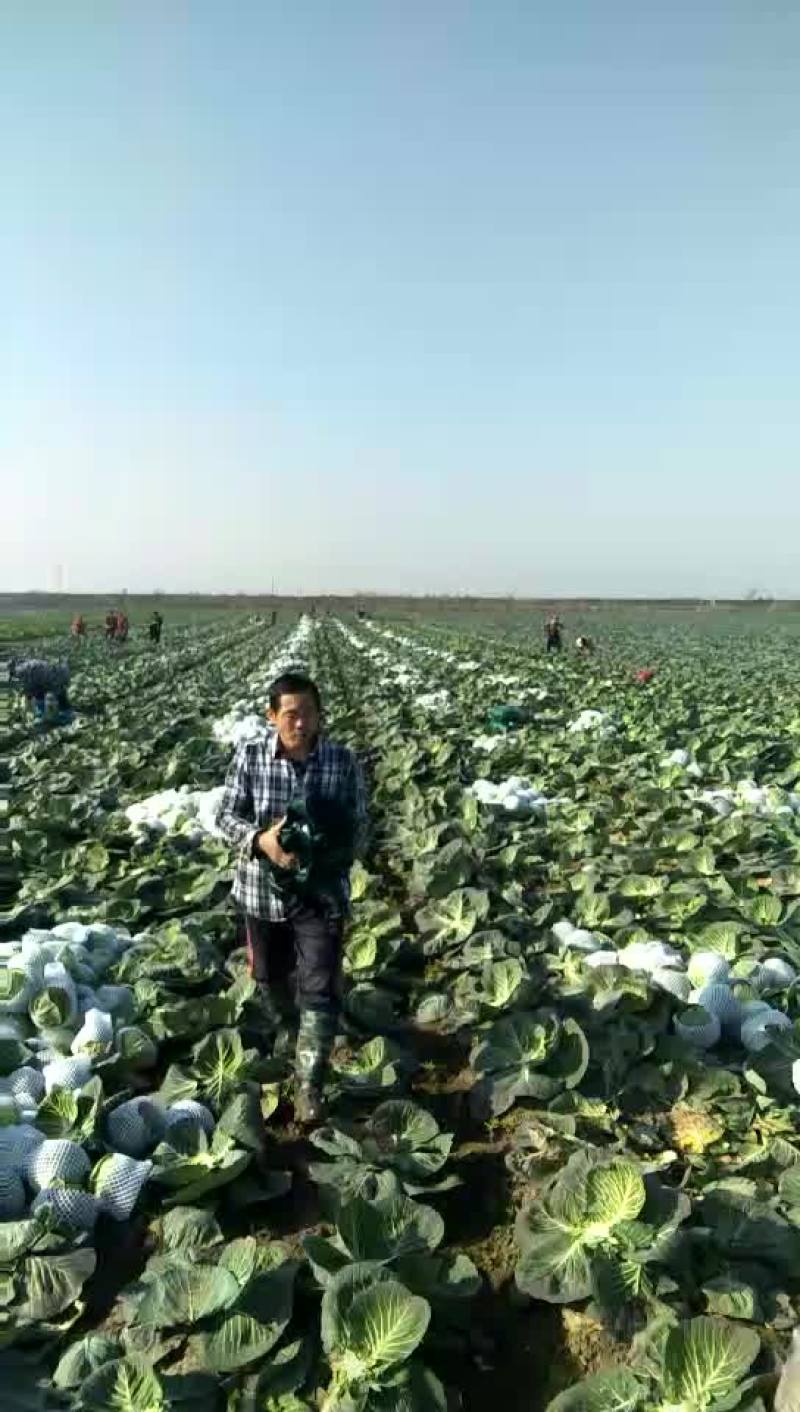 甘蓝圆包菜湖北甘蓝量大从优对接全国市场