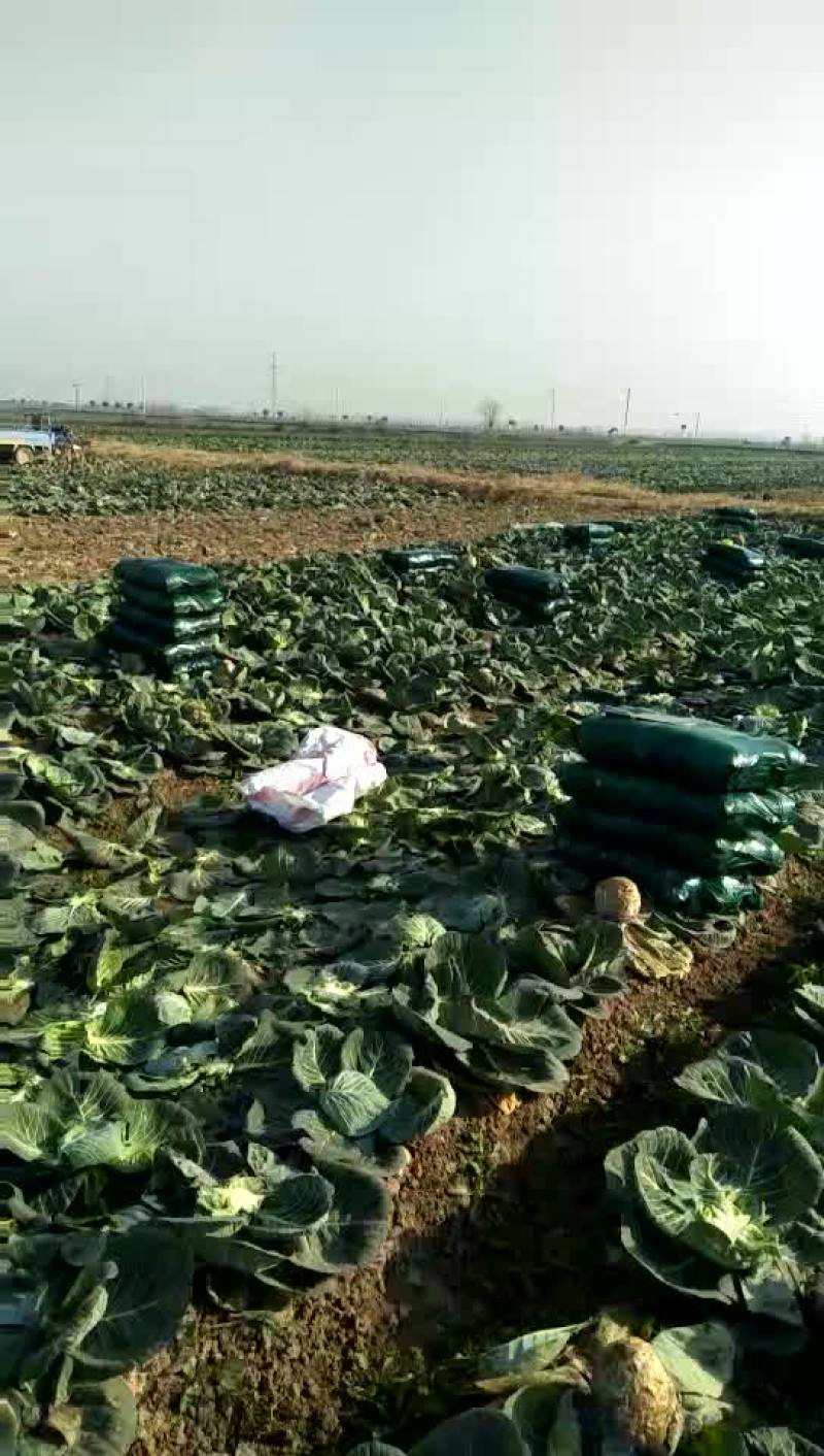 甘蓝圆包菜湖北甘蓝量大从优对接全国市场