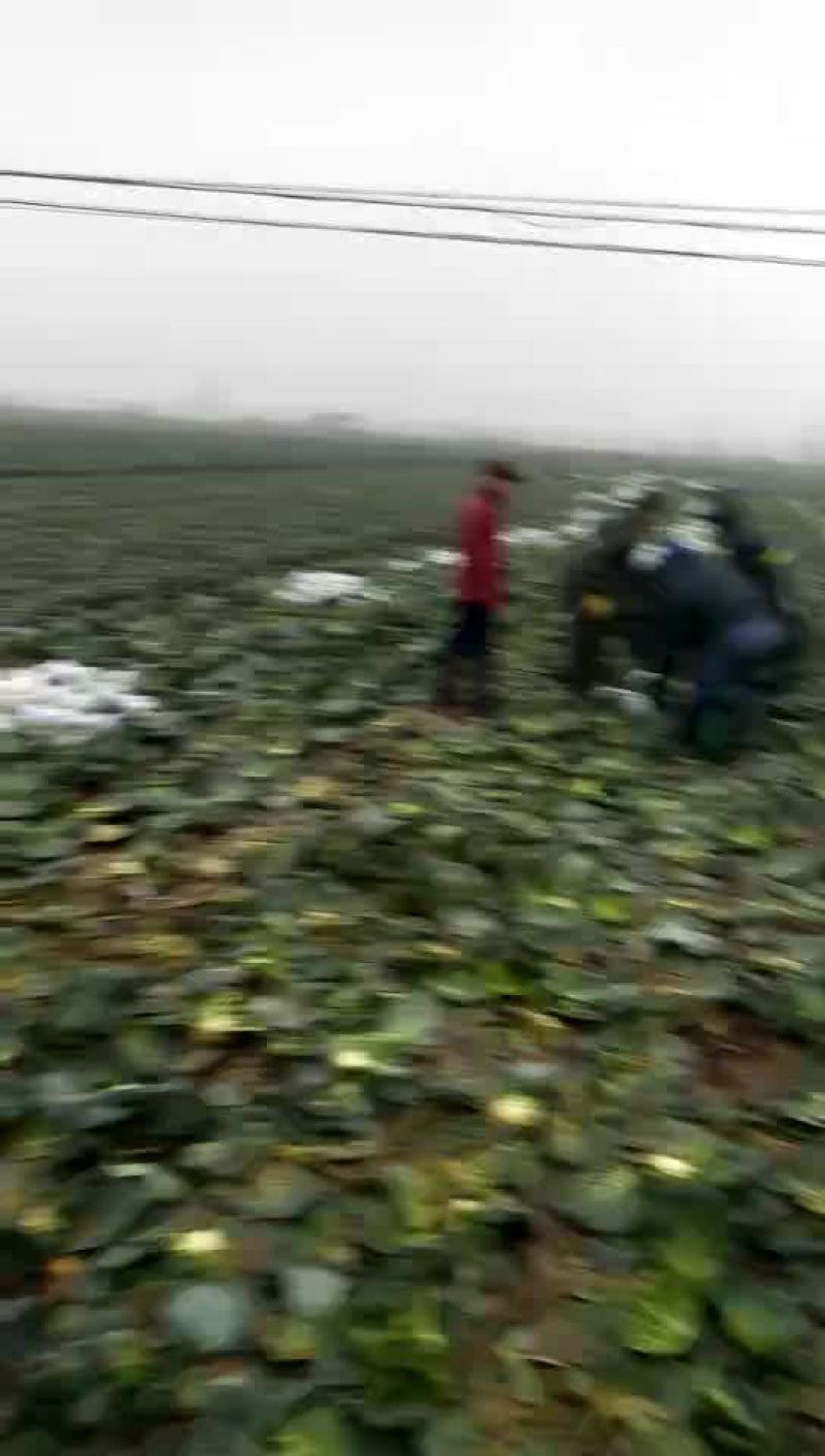 甘蓝圆包菜湖北甘蓝量大从优对接全国市场