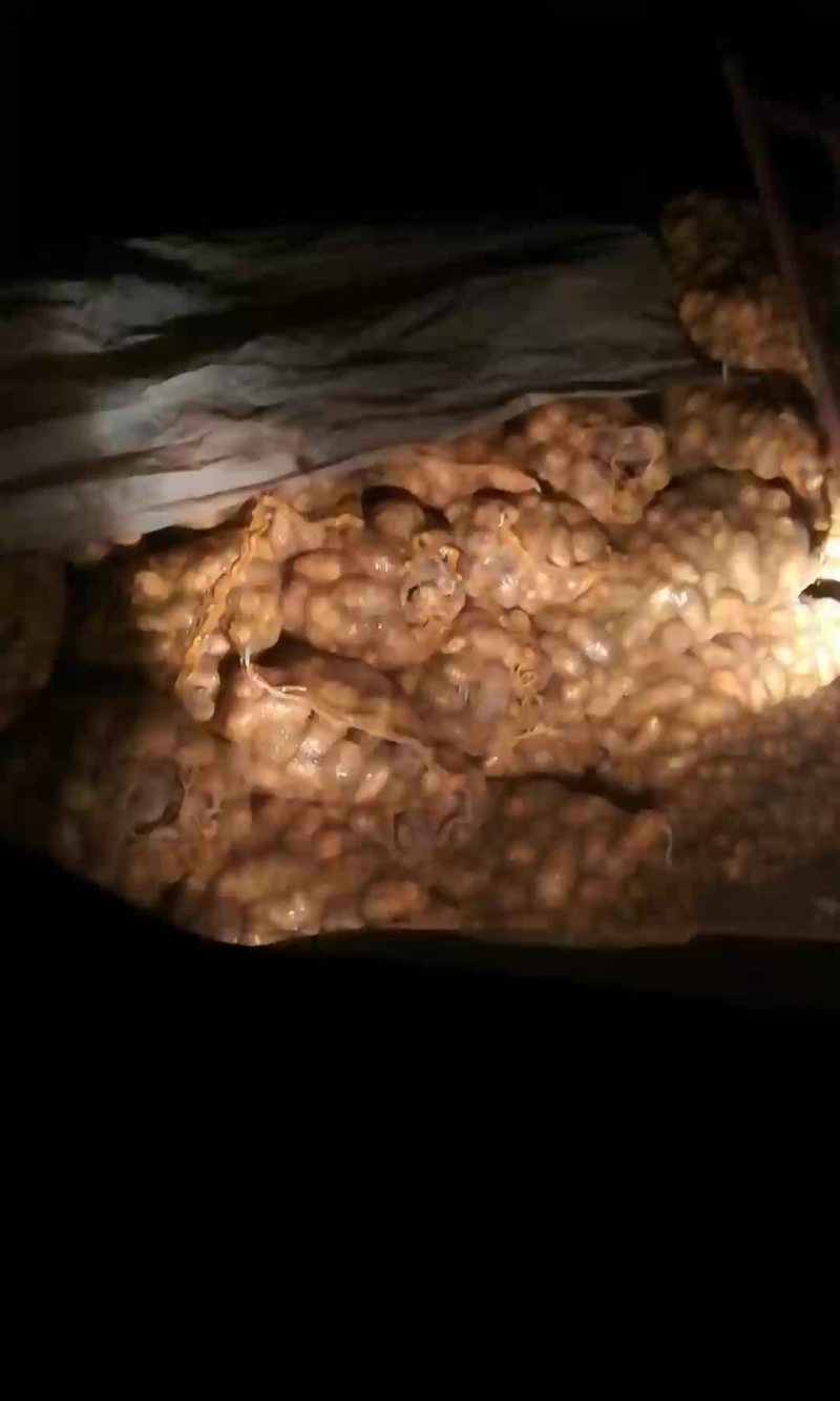淀粉薯土豆