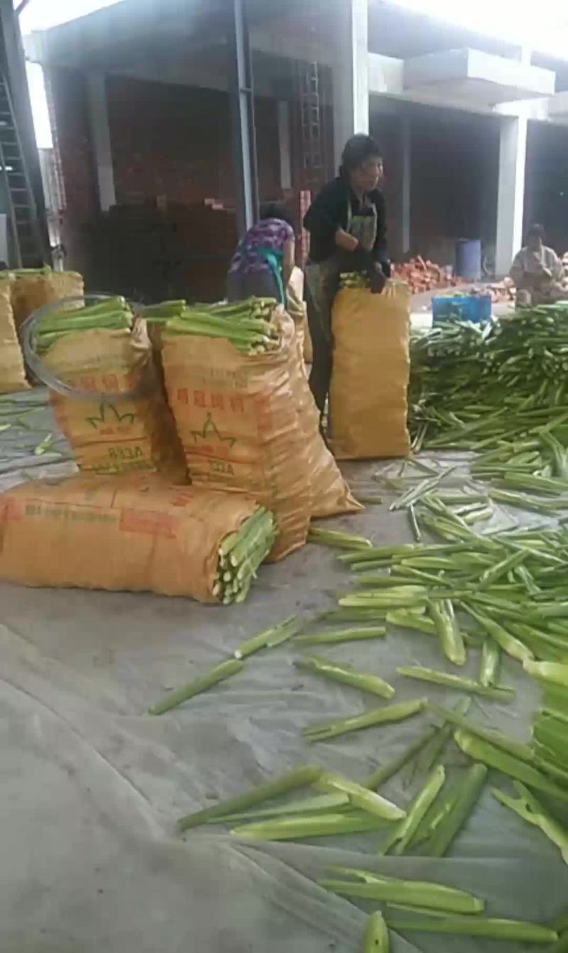 这几天茭白质量优越