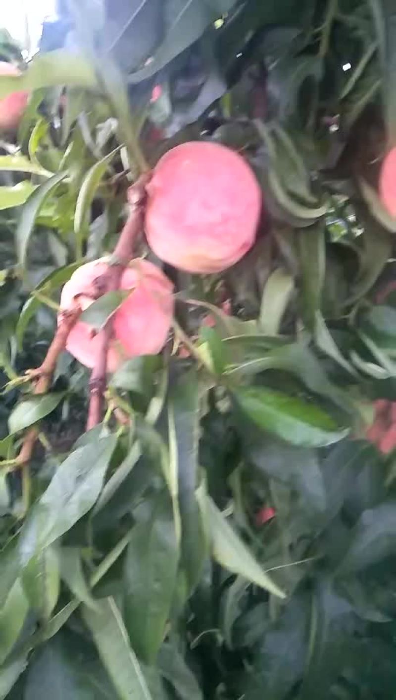 北京24号毛桃