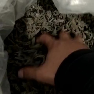 黑山秋耳