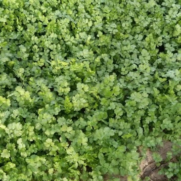 有谁大量要香菜的可以和我联系