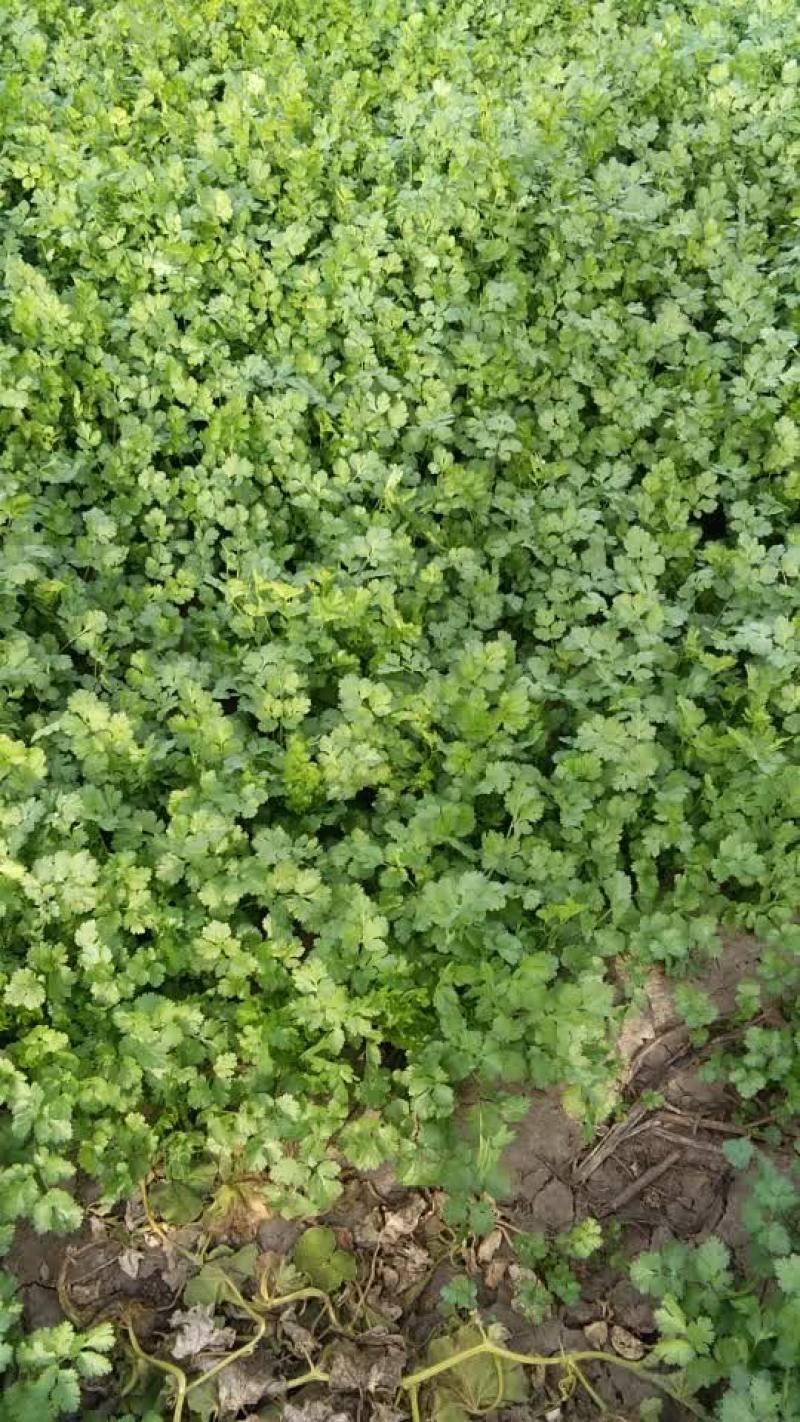 有谁大量要香菜的可以和我联系
