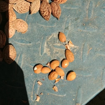 含仁饱满的毛桃胡