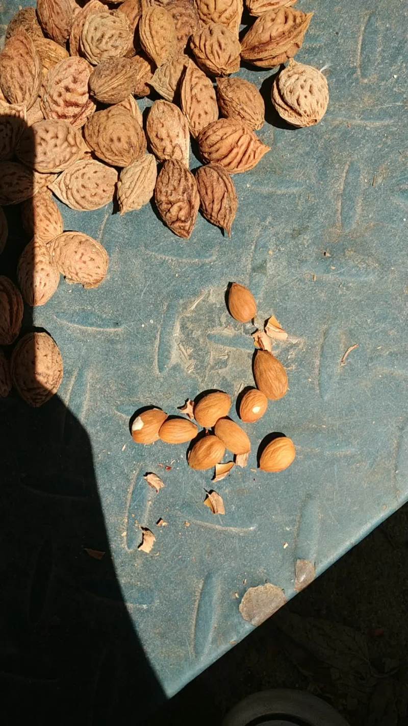 含仁饱满的毛桃胡