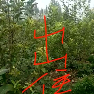 4年苹果树