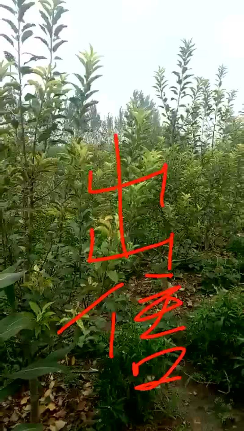 4年苹果树