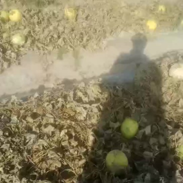 黄河密瓜