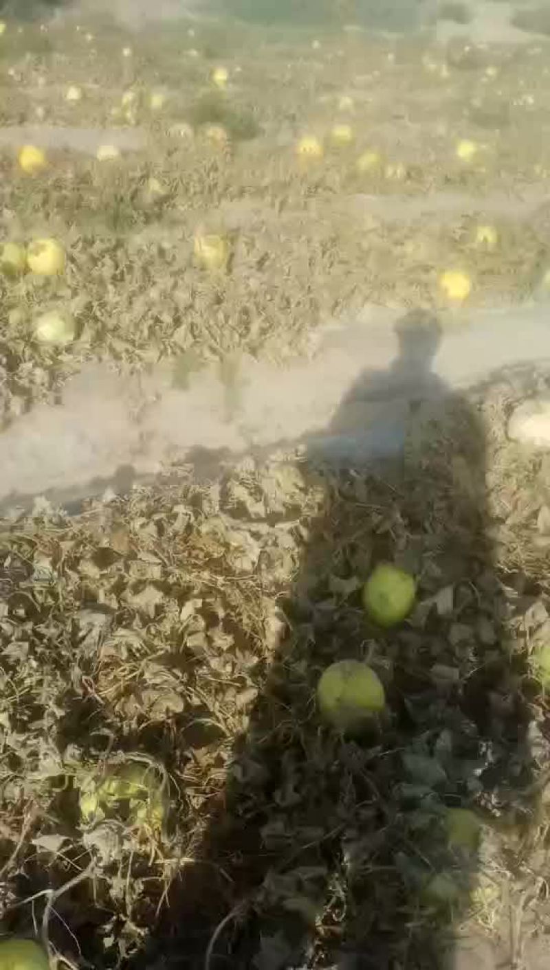 黄河密瓜