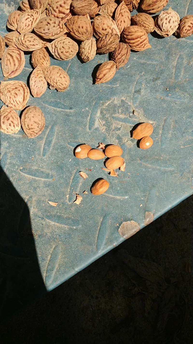 含仁饱满的毛桃胡