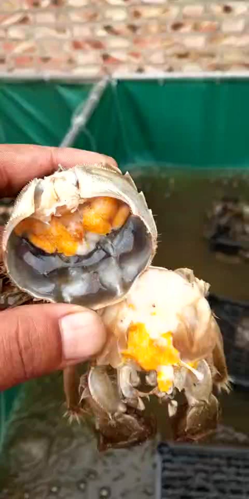 中华绒螯蟹
