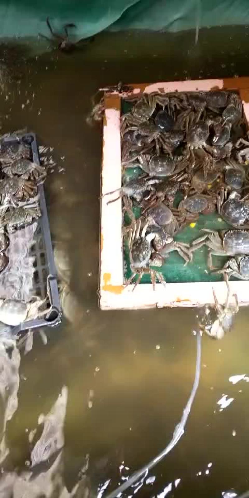 中华绒螯蟹