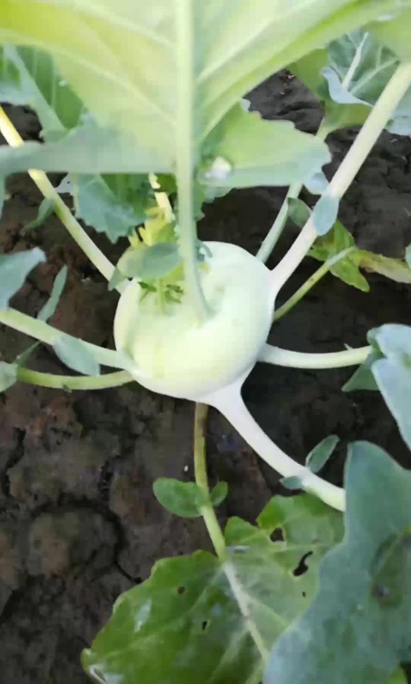 预售苤蓝