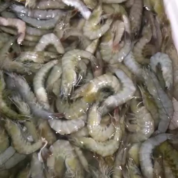 河虾，淡水虾