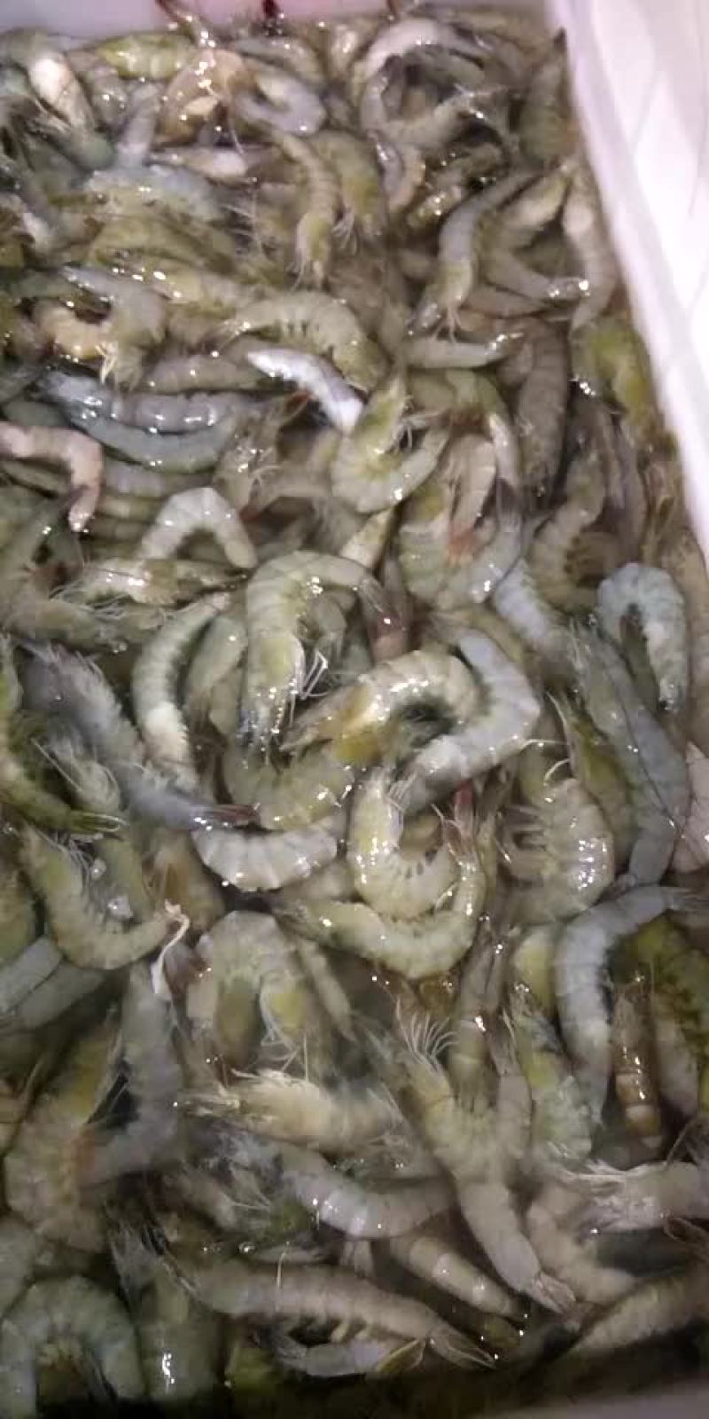 河虾，淡水虾