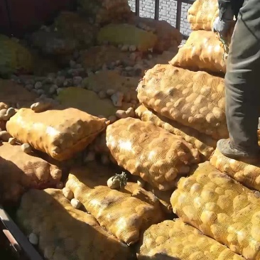 小土豆