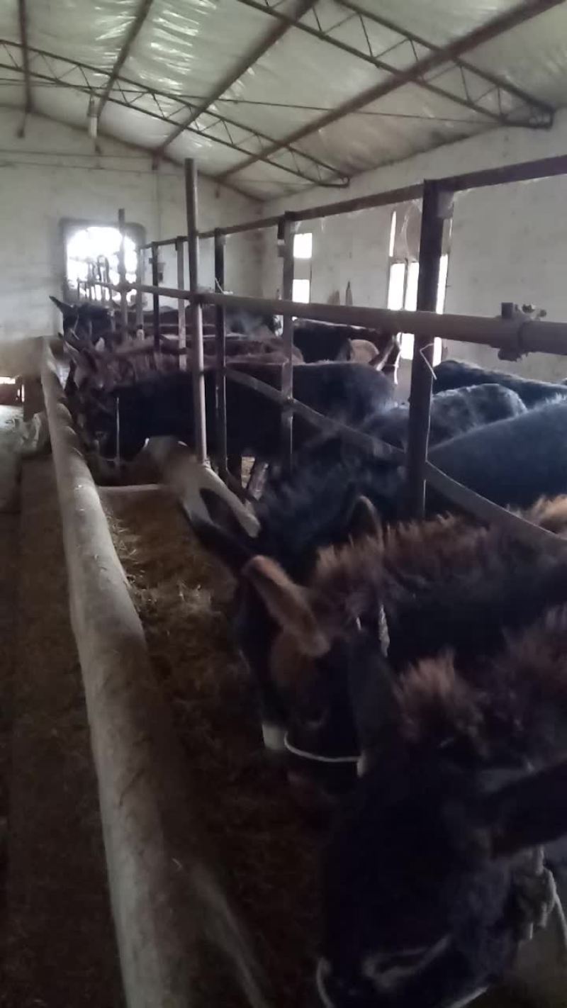 关中驴苗200一300斤农户散养驴苗，耐饲养