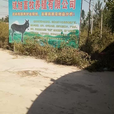 育肥好的毛驴