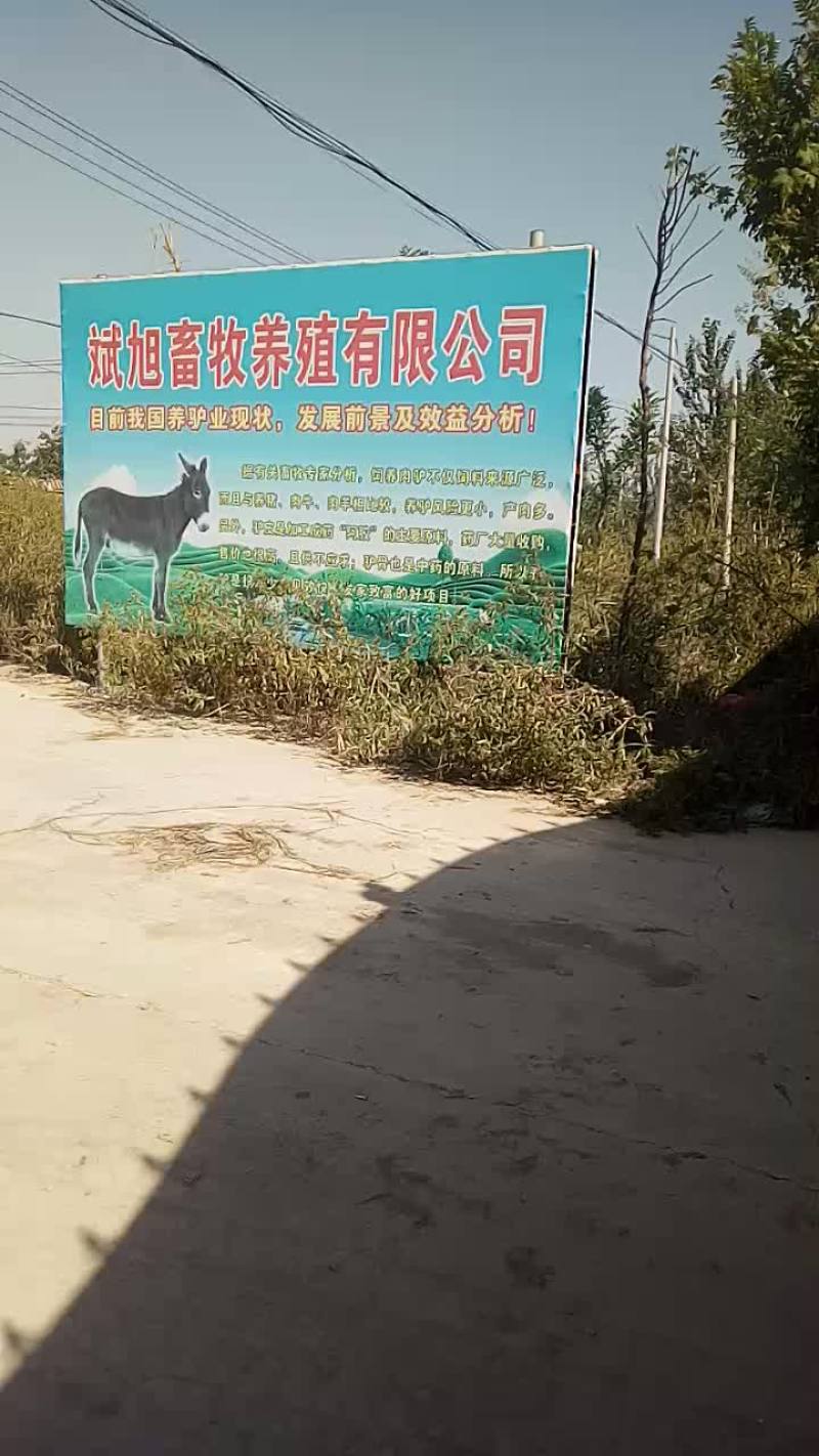 育肥好的毛驴