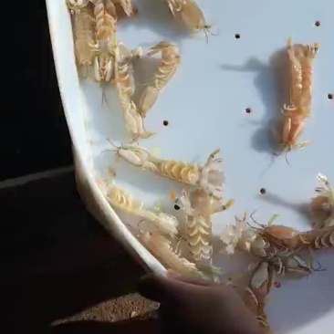 皮皮虾