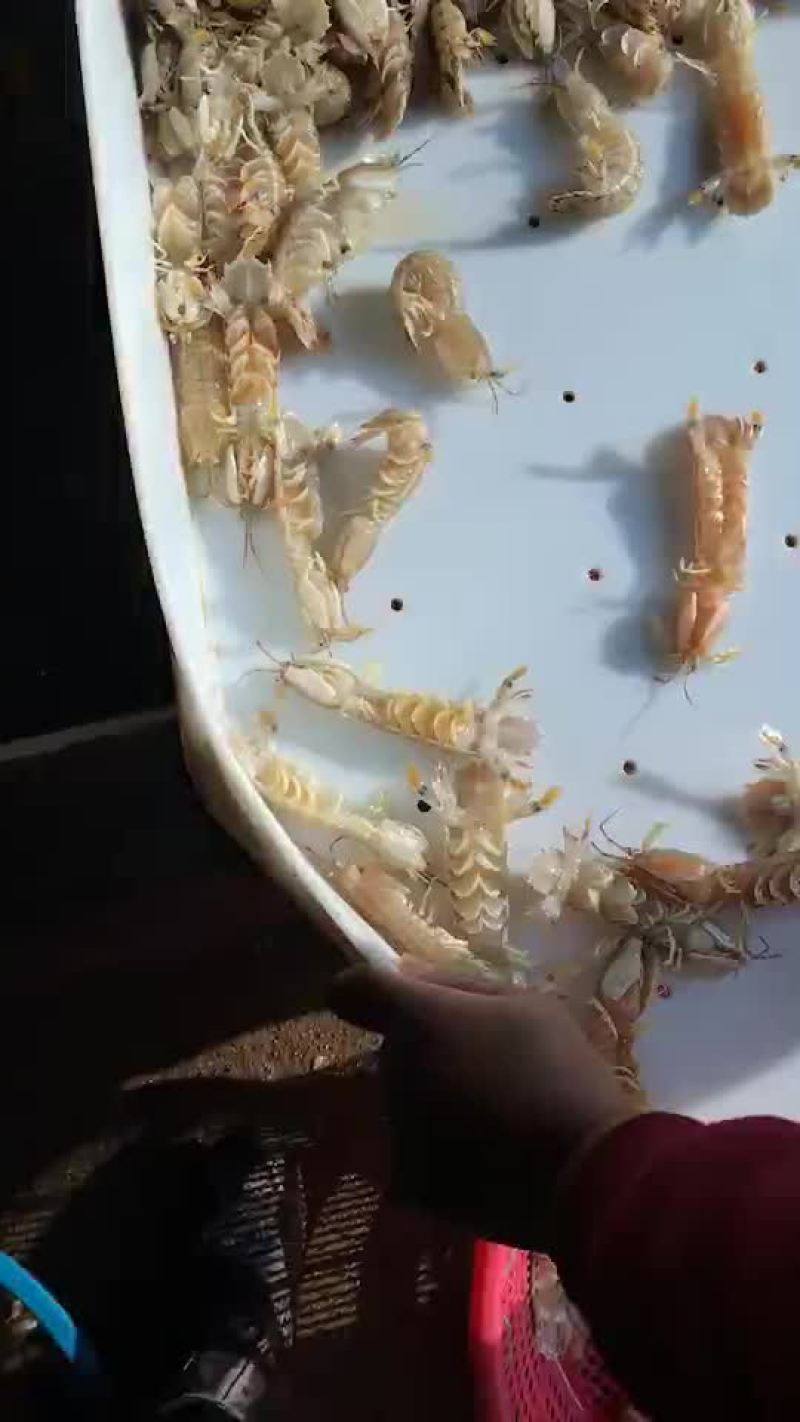 皮皮虾