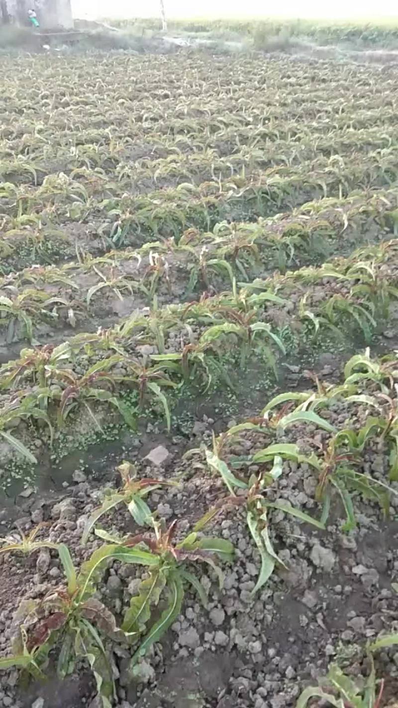 福建永安莴苣
