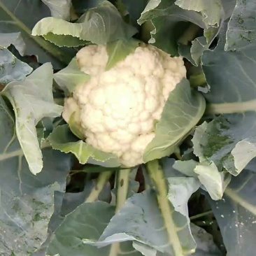 菜花