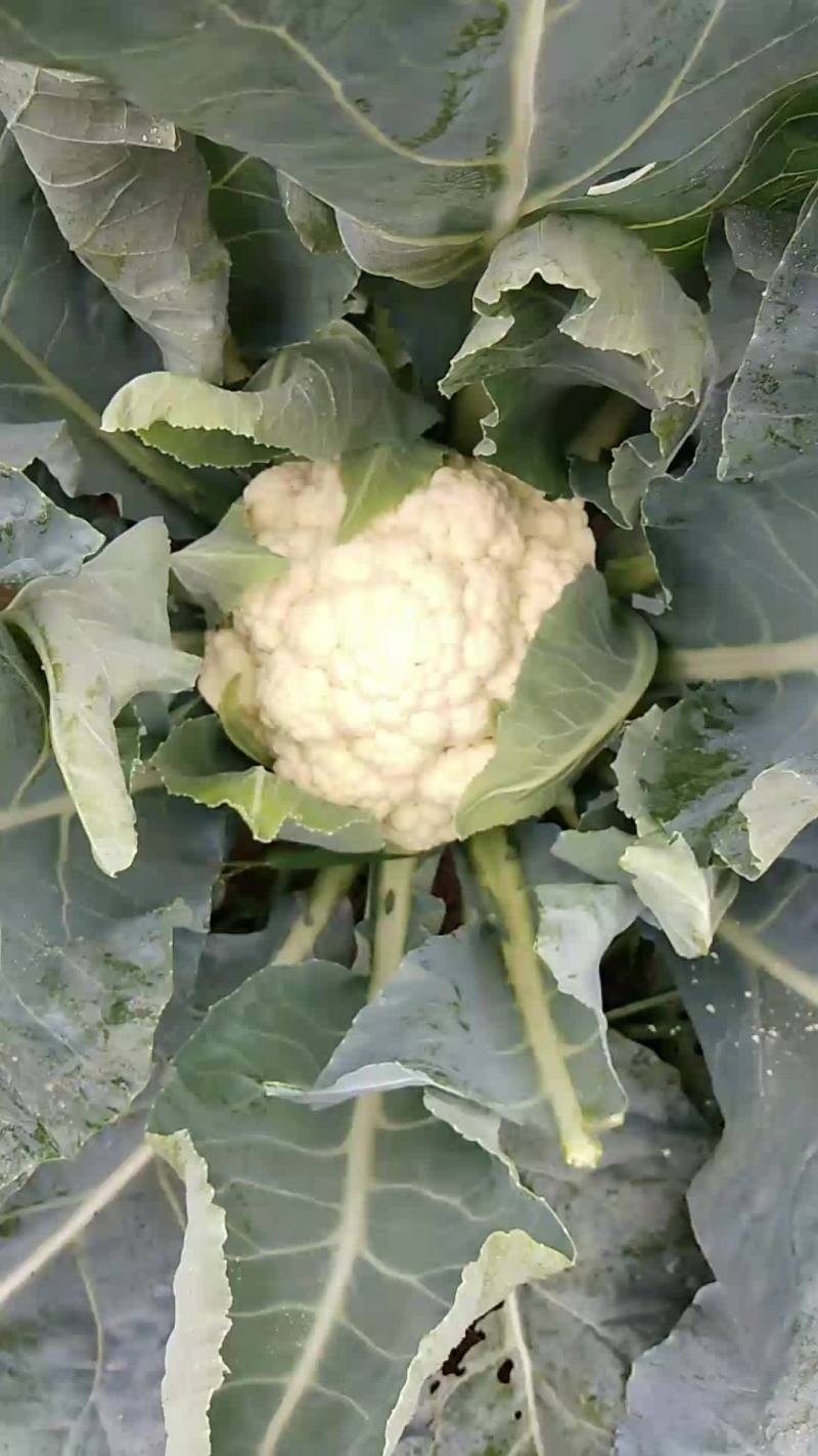 菜花