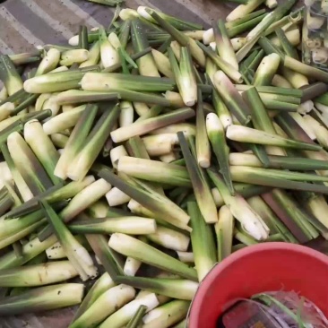 冬茭，双季茭白