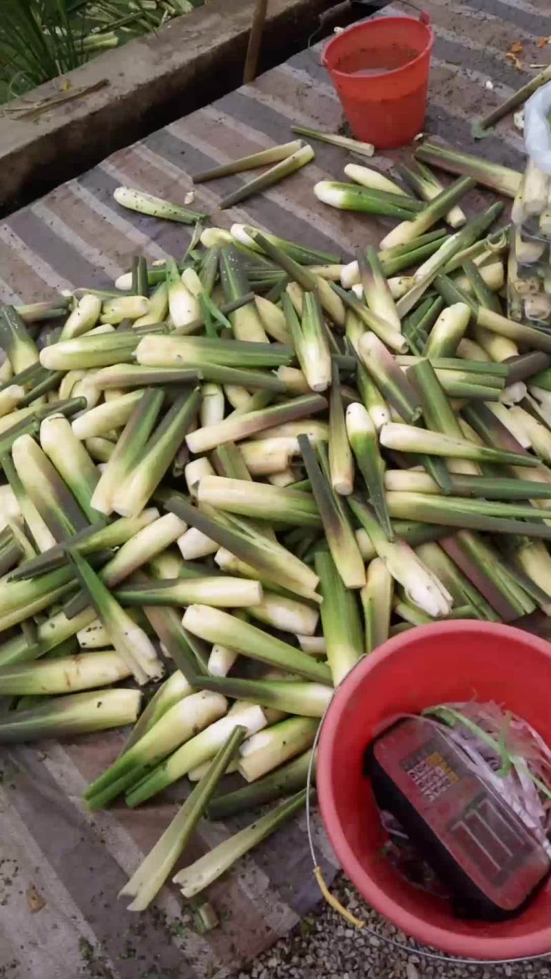 冬茭，双季茭白