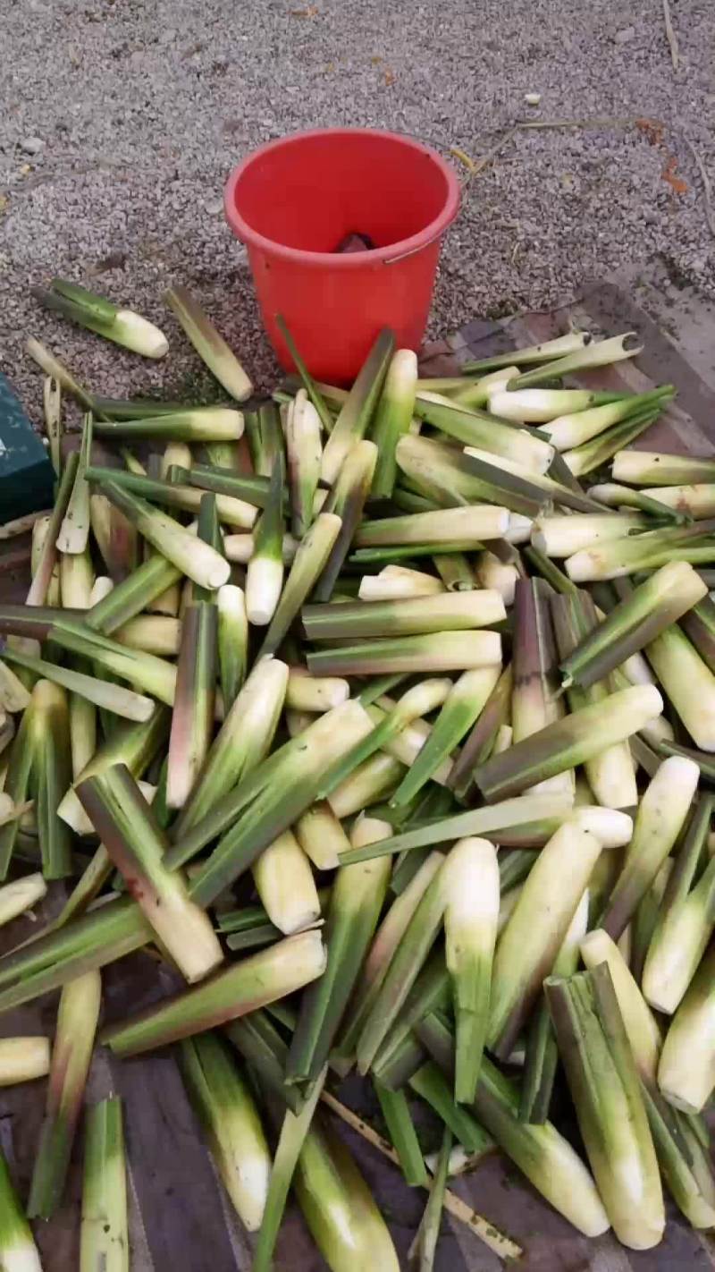 冬茭，双季茭白
