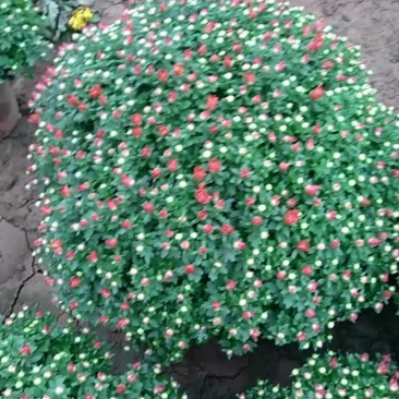 千头菊，