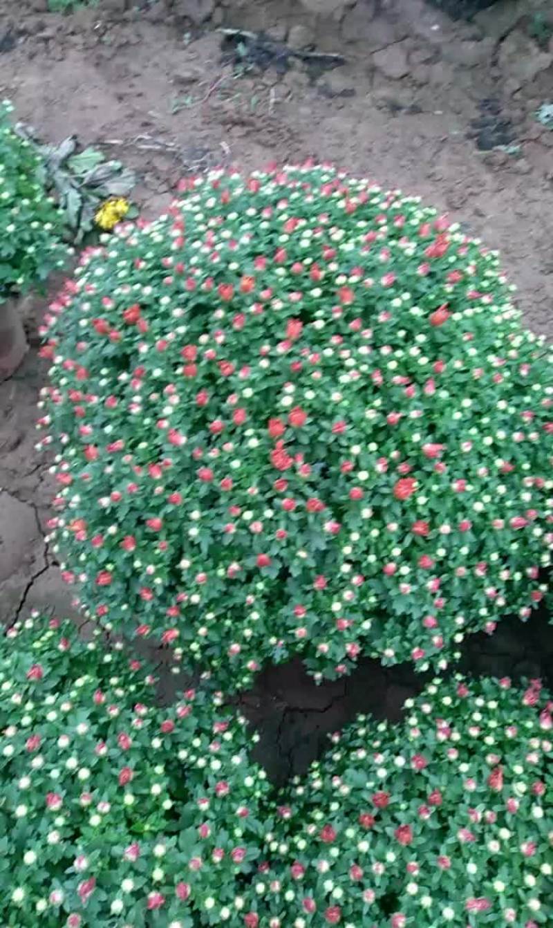 千头菊，