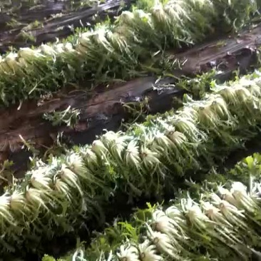 精品苦菊