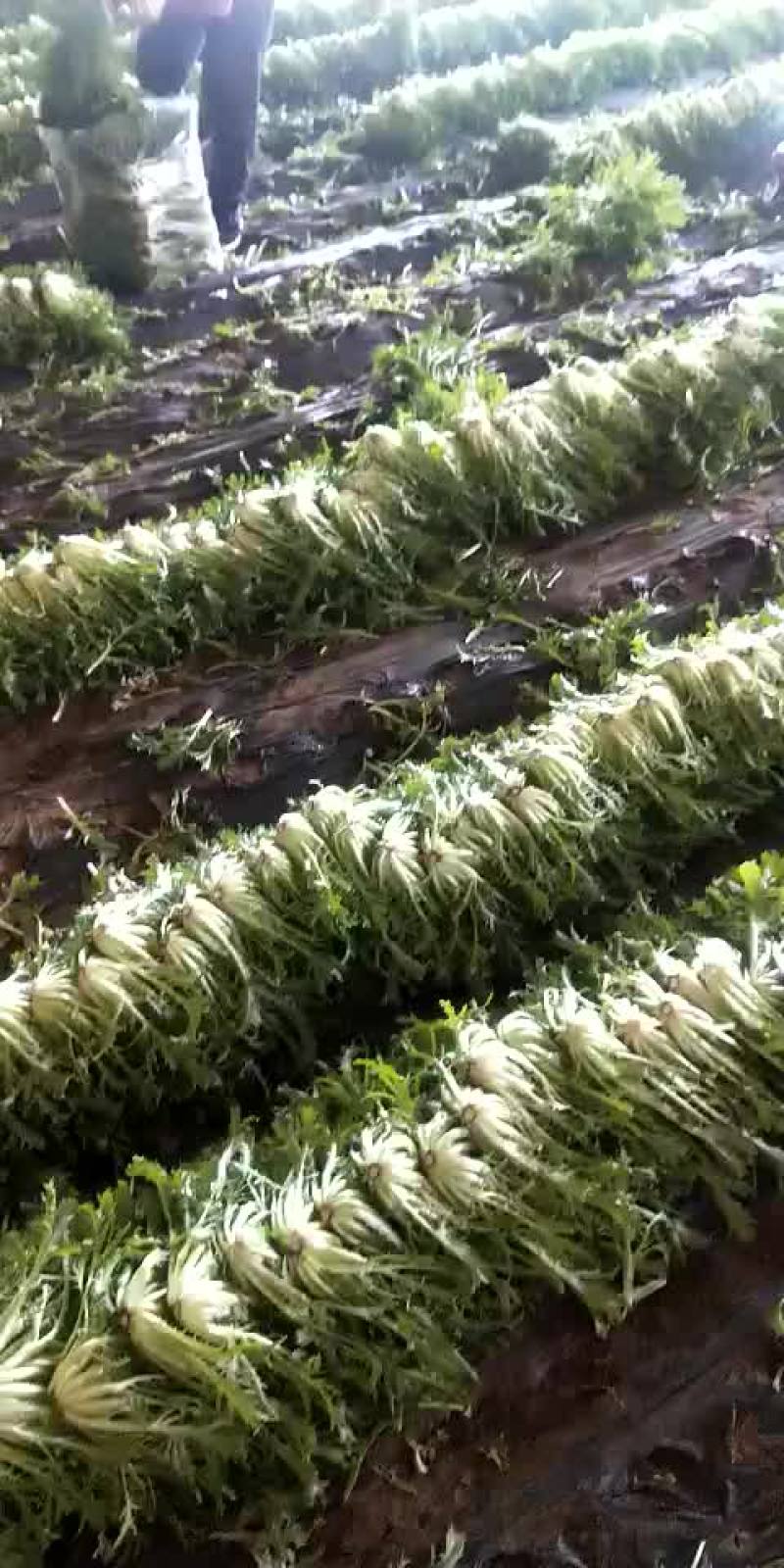 精品苦菊