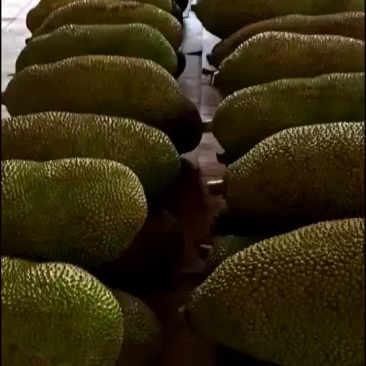 波萝蜜