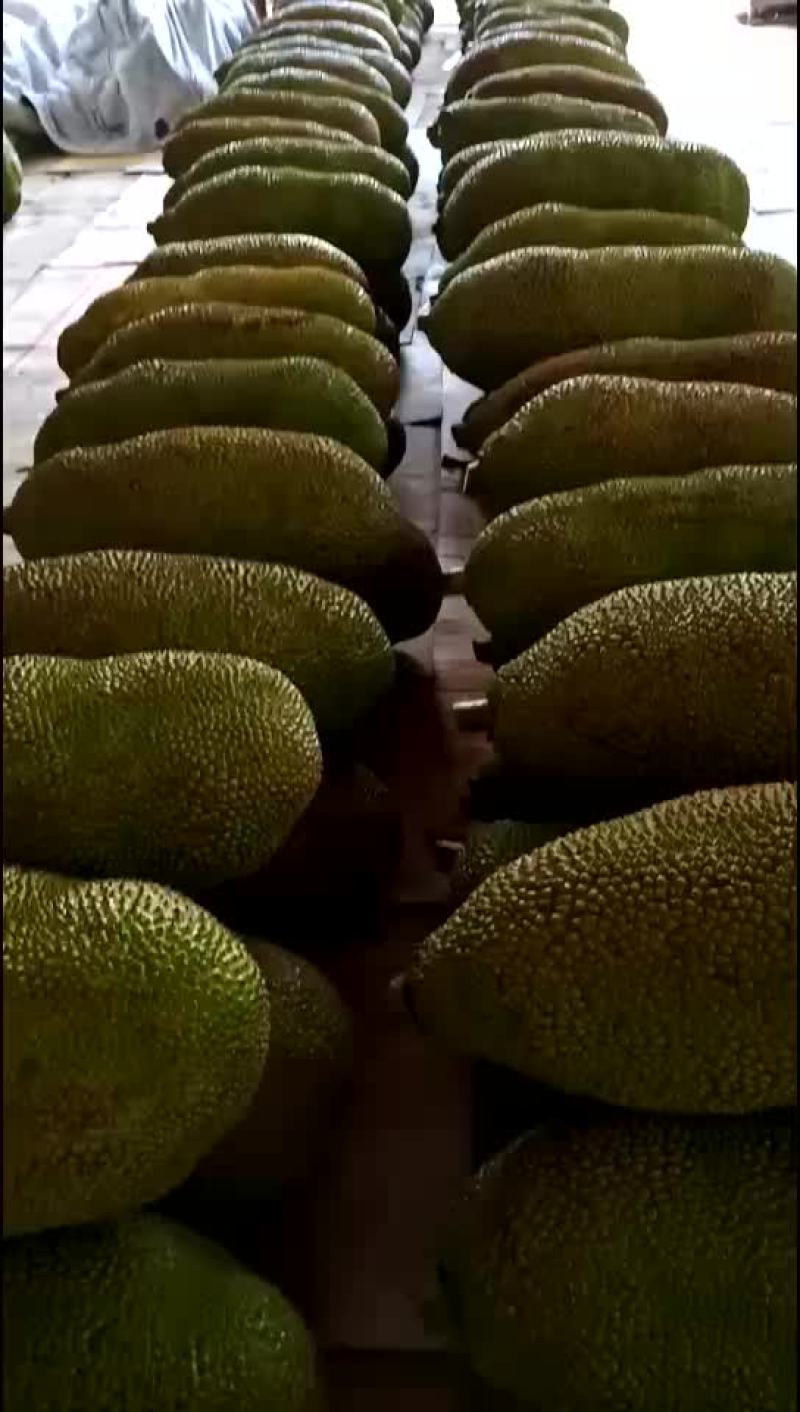 波萝蜜