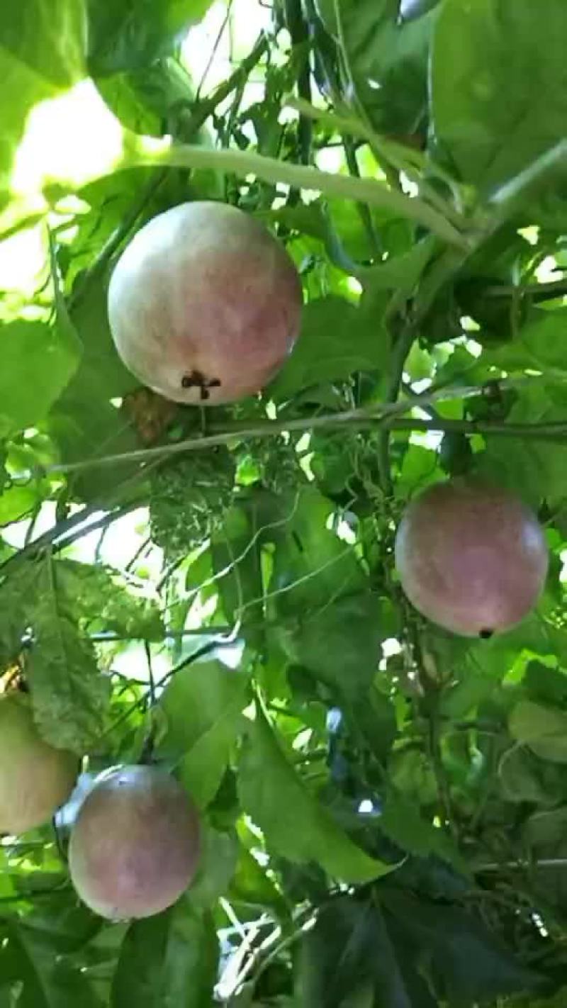 自种的百香果