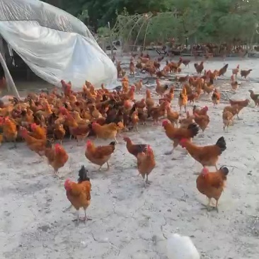 安徽散养鸡