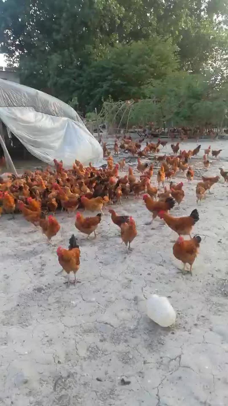 安徽散养鸡